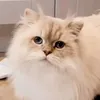 surreylass