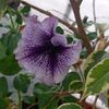 claudia_mafalda_