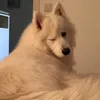 funny_animallive