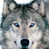 wildgraywolf