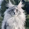 gui82my18082024