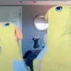 theyeetboiz