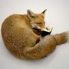 tribeca_fox