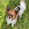 mapleleafie