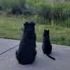likeherdingcats