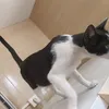 gamingfuchslol