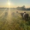 mccfarms
