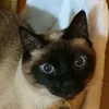 kikichasta