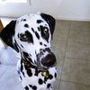 patchthedalmatian01