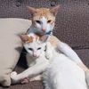 cutekittylover8