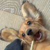 lulaweenie