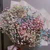 babybreath_10