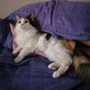 neko___house