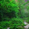wildsbeauty
