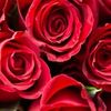 rosalinda2897