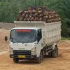 tianardiatpardianto