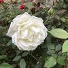 quynhcold878