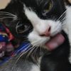kucing_monokrom