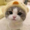 vincent_apin