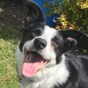 snoop_the_doggy
