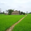 dangngo045