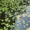 lieschennn_radieschen
