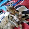 las_gran_gaticimas