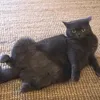 cat_mandoo
