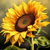Texas Sunflower #DQT Family