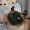 sanrio_slooot