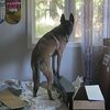 malinois_mum