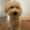 bichontita