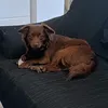 Macarena 🐈🐕🕊️