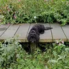 bennythecockapoo1