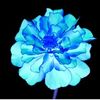 blue_marigold