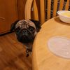 zoeythepuggie