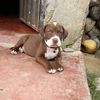 leovid.22