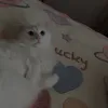 lanasukkaryh
