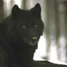 01wolfpack13