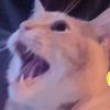 m0ist_raccoon