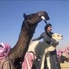 ابن شجاع المسعودي
