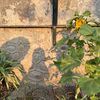 sunflwr331