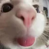 tue_anne18