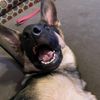 asokathedog