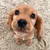 sofiapapersquishyss