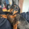 zoepmitch