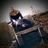 enzofan_elroydoethet