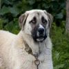 xilekangaldog