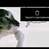 kolpoakur