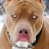 zayonamericanbully0